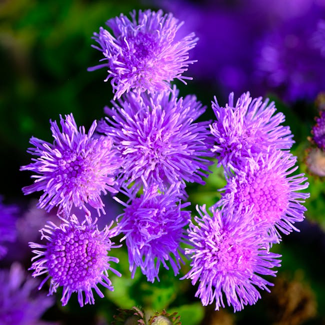 Full blooming health flowers