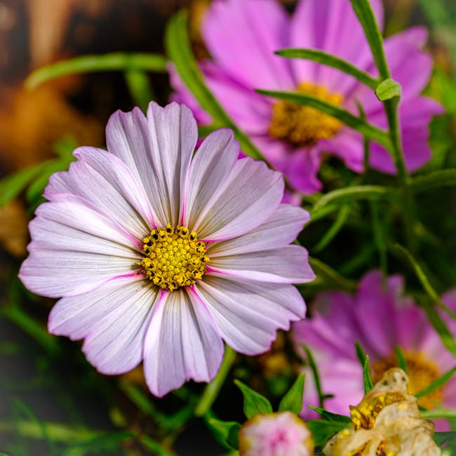 Balanced blooming cosmos flowers